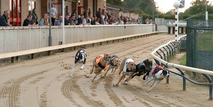 Carreras de galgos Irlanda