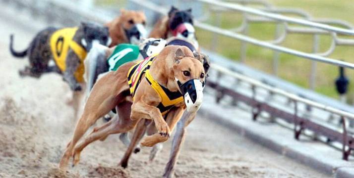 Corridas de galgos na Irlanda