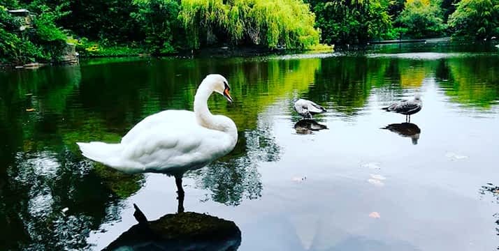 Cisne de Irlanda