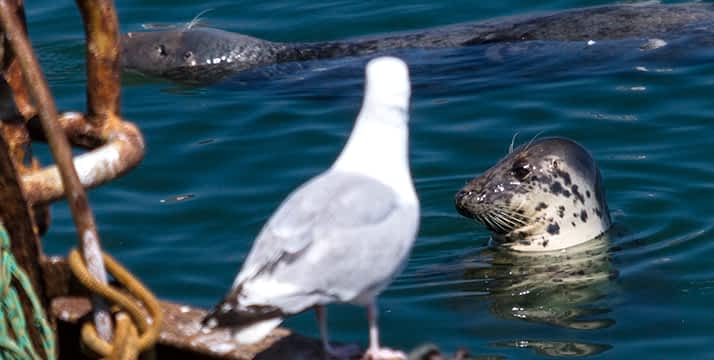 Foca gris de Irlanda