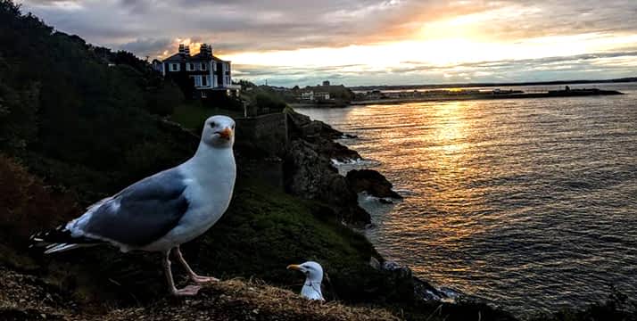 Gaviota de Irlanda