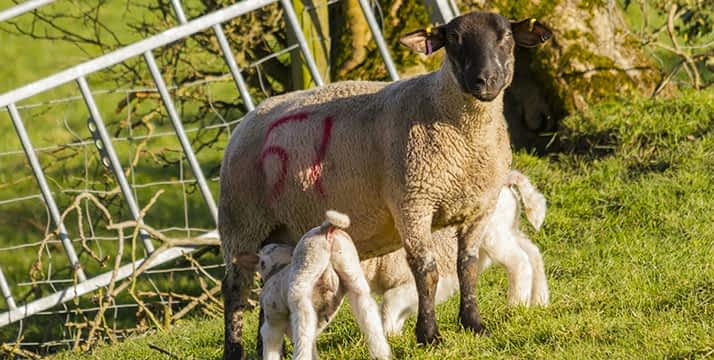 Ovejas de Irlanda