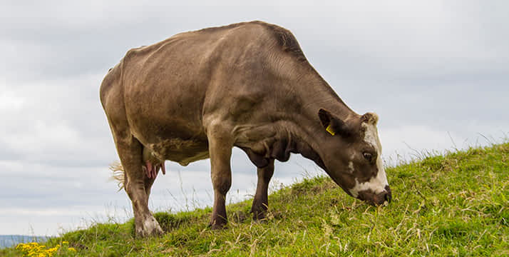 Vaca de Irlanda