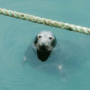 Foca en el puerto de Howth