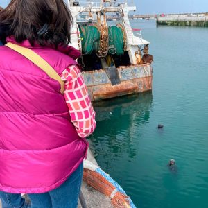 Focas en el puerto de Howth