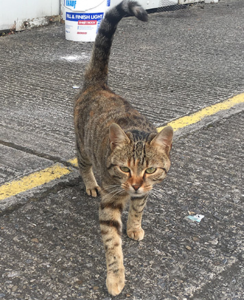 Sobre nós 18 https://irlandaemportugues.com/wp-content/uploads/zipy.jpg